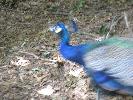 IMG_1177.JPG